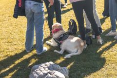 Broschtkriibslaf 2024