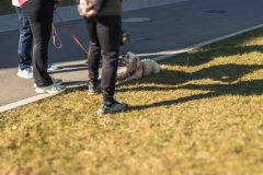 Broschtkriibslaf 2024