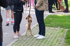 Race-for-the-Cure-ALGSO-2025-16