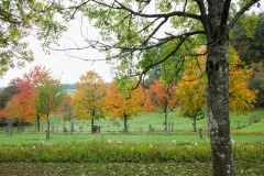 Race-for-the-Cure-ALGSO-2025-78