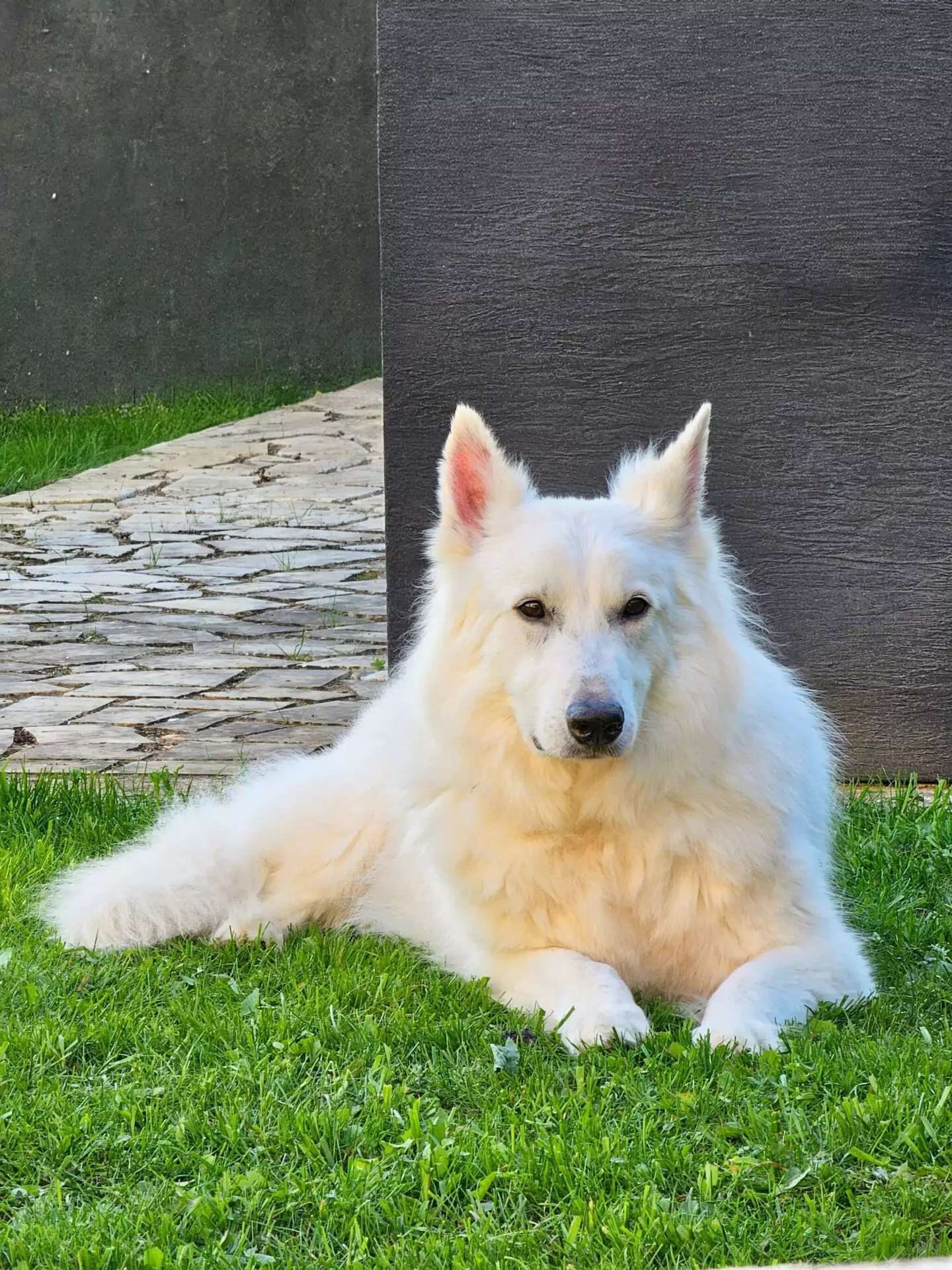 A portrait of Merlin, ALGSO coach Kévin Laumond's white Swiss Shepherd dog!